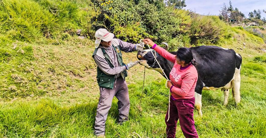 Inician dosificación de 800 cabezas de ganado vacuno en Andaray Condesuyos Arequipa Perú