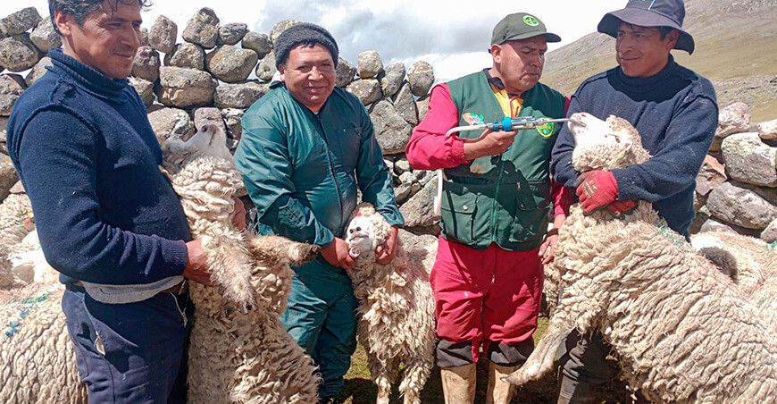 Desparasitan más de 1000 ovinos para mejorar calidad de carne en Antacancha Junín Perú