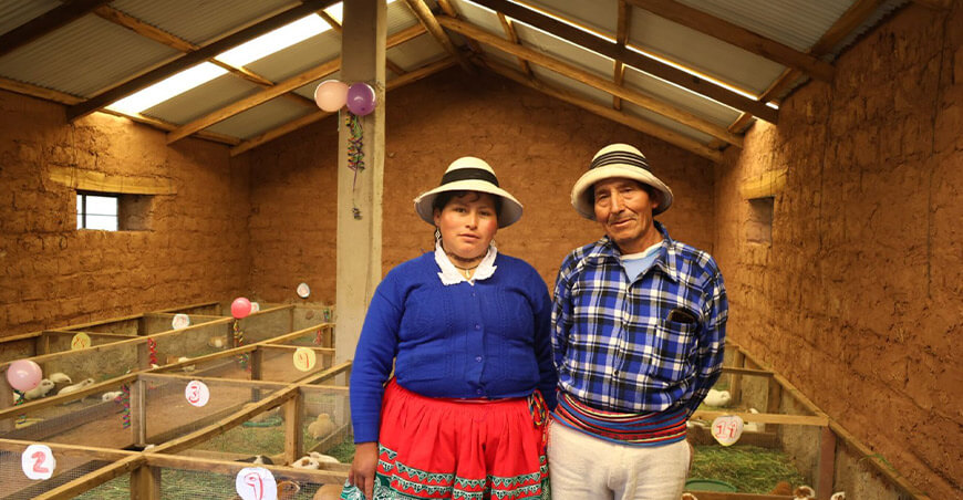 Fortalecen crianza tecnificada de cuyes en Mara Apurímac Perú