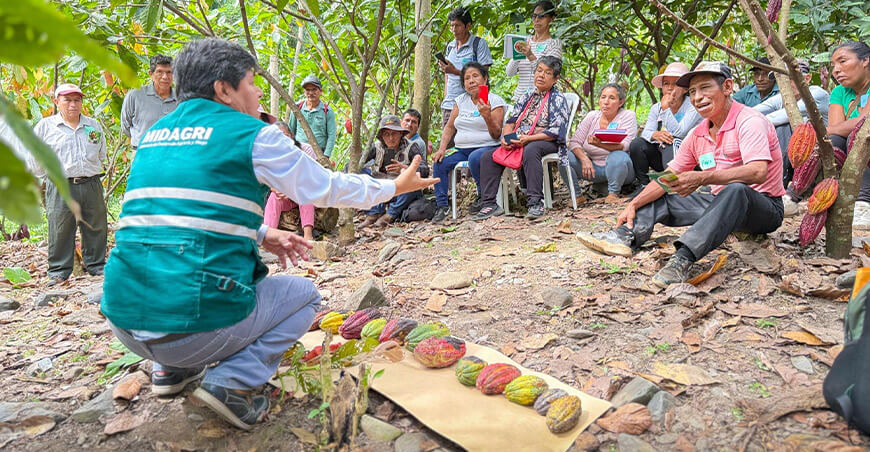 Más de 85 familias cacaoteras fortalecieron sus capacidades en jornada técnica “Día de Campo” Cusco Devida Perú