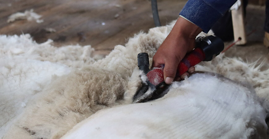 esquila fibra alpacas Porcón Cajamarca Perú