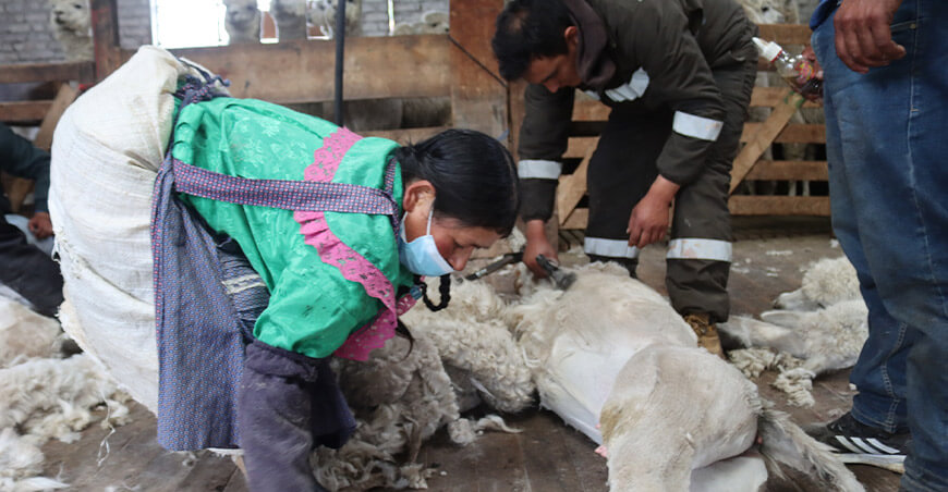 esquila fibra alpacas Porcón Cajamarca Perú