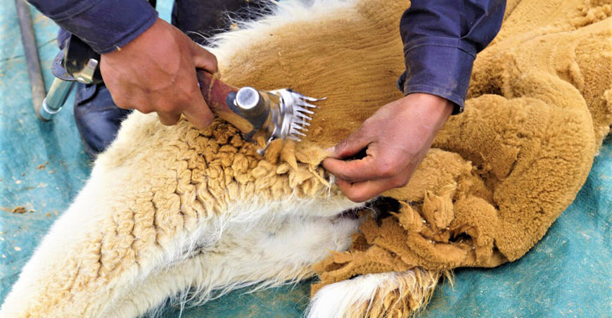 Autorizan aproximadamente 140 chaccus de vicuña en Ayacucho