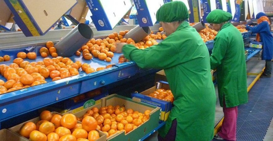 Perú exportación de mandarinas peruanas