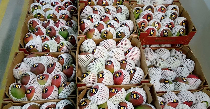 exportación mango