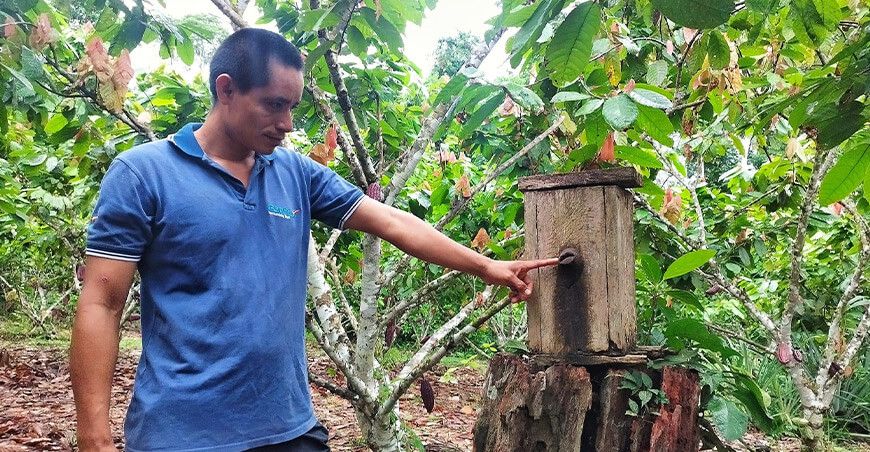 Familias asháninkas fortalecerán producción de miel ecológica de abejas nativas en Junín Devida Perú