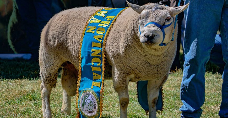 Feria Ganadera, Artesanal y Agroindustrial del Sur del Perú - Fegasur ganado ovino