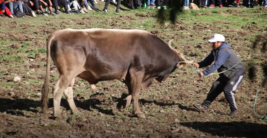 Feria Agropecuaria, Artesanal y Gastronómica y Gran Tablada Ganadera en Ollantaytambo