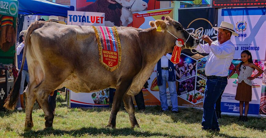 Feria Ganadera, Artesanal y Agroindustrial del Sur del Perú - Fegasur ganado vacuno