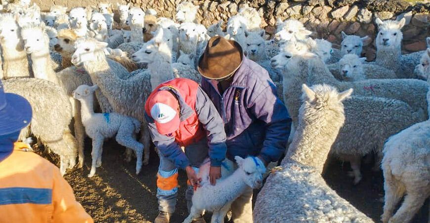 Fortalecen sanidad alpacas Moquegua