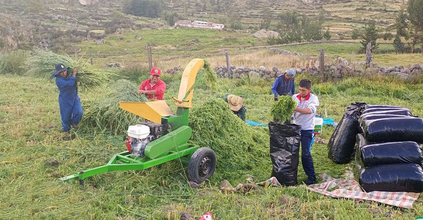 Elaborarán más de 65 toneladas de ensilado para ganado vacuno en Huanca Sancos Ayacucho Perú