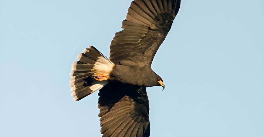 Perú obtiene el segundo lugar mundial en el Global Big Day 2025 con más de 1300 especies de aves registradas