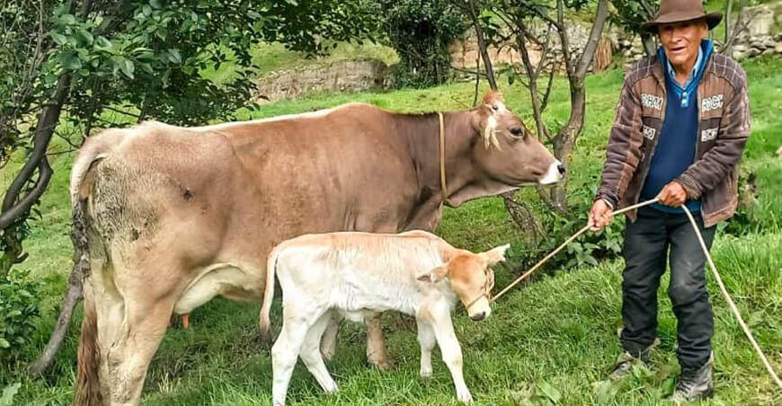Huánuco registró el nacimiento de 311 becerros por inseminación artificial