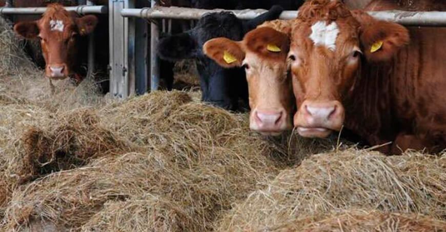 Hungrí alerta fiebre aftosa