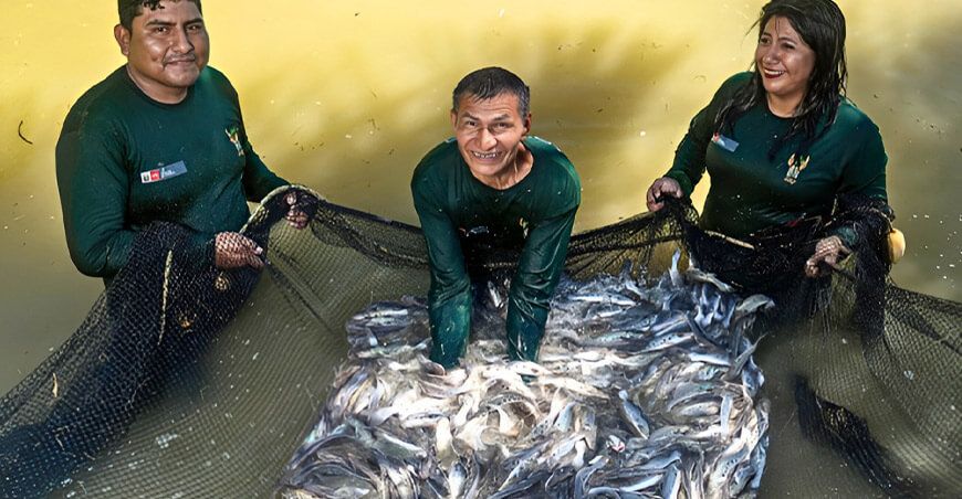 Nueva tecnología permitirá criar pez mota punteada con niveles seguros de mercurio en la Amazonía peruana