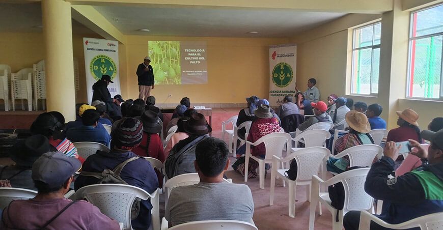 Huancavelica adoptan tecnologías para el manejo tecnificado del cultivo de palto INIA Perú