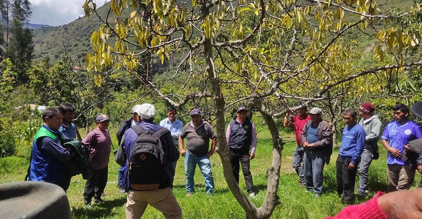 Productores de Huancavelica adoptan tecnologías para el manejo tecnificado del cultivo de palto INIA Perú