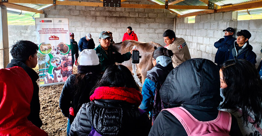 Capacitan a productores en mejoramiento genético de ganado vacuno Junín INIA Perú