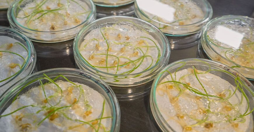 biofertilizantes elaborados a base de bacterias y hongos benéficos INIA Perú