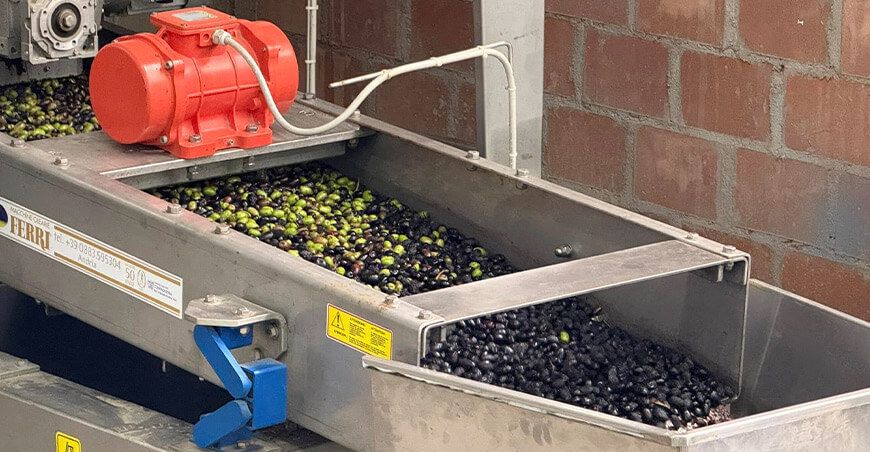 Inician cosecha de 130 000 kilos de aceituna para producir aceite de oliva extra virgen en Tacna Perú