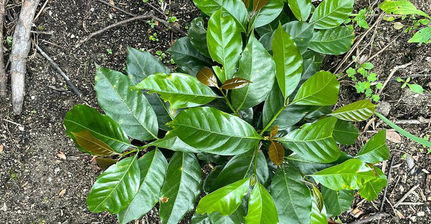Con 278 000 plantones renovarán 59 hectáreas de cafetales en Piura