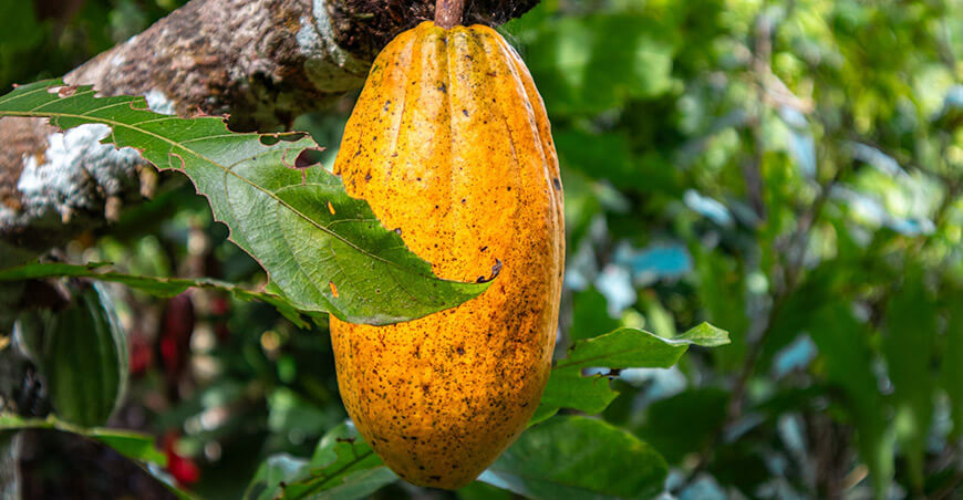 Fundo Anaya reconocido como la Mejor Finca Cacaotera de Kimbiri