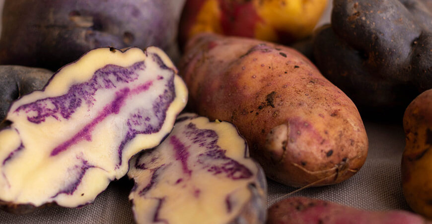 papas nativas Perú