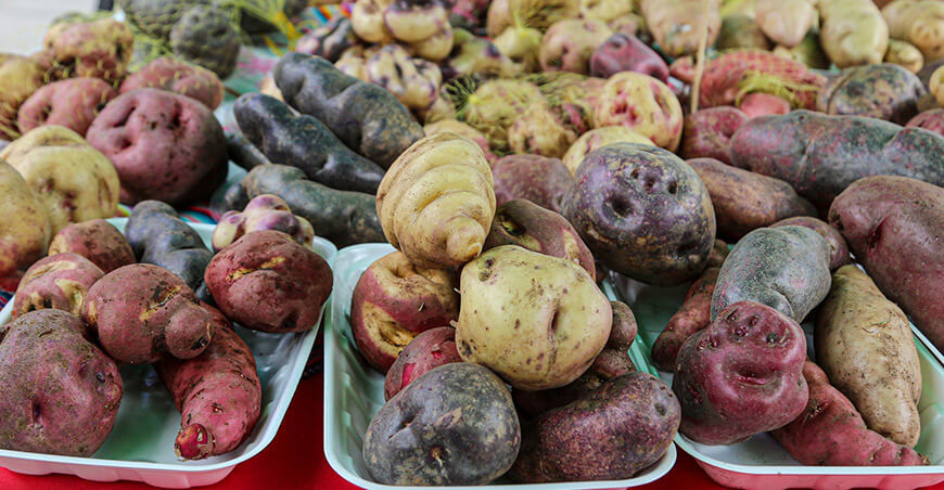 Perú papas nativas 