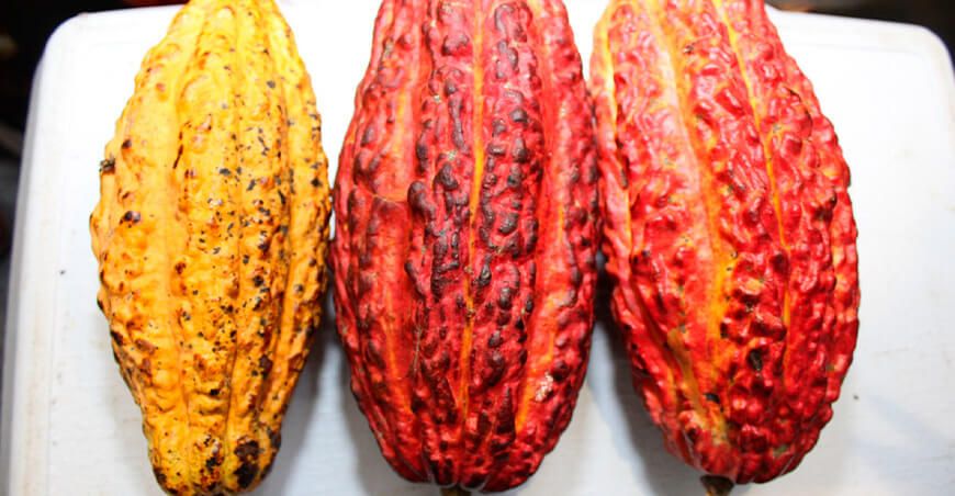 Perú cacao peruano