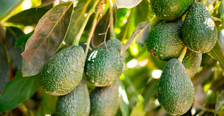 productores-Perú exportación palta Hass peruana