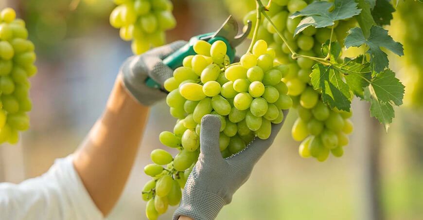 Perú producción de cultivo de uvas