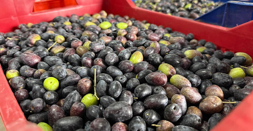Perú exportación aceitunas peruanas