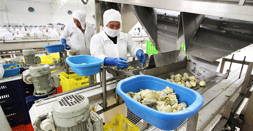 Perú exportación de alcachofa peruana