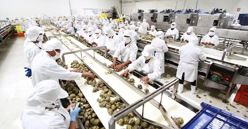 Perú exportación de alcachofa peruana