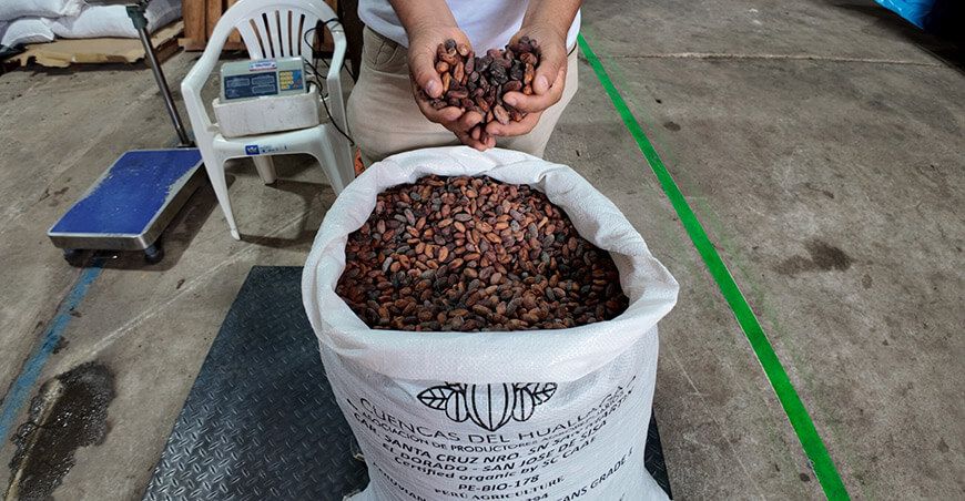 productores de San Martín exportaron cacao orgánico libre de deforestación