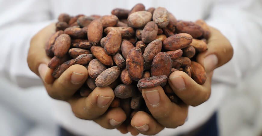 Perú exportación de cacao peruano