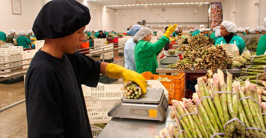 Perú exportaciones espárragos peruanos