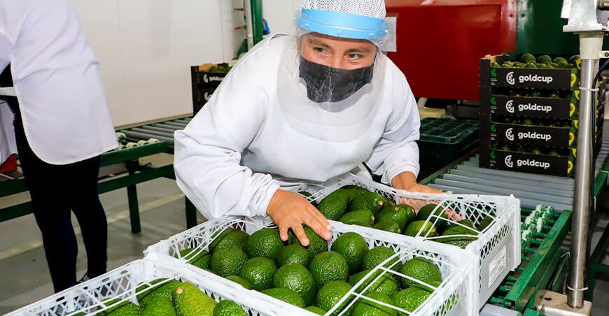 Perú exportación de palta peruana