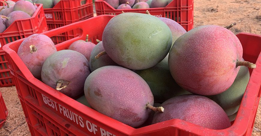Perú exportación de mango peruano