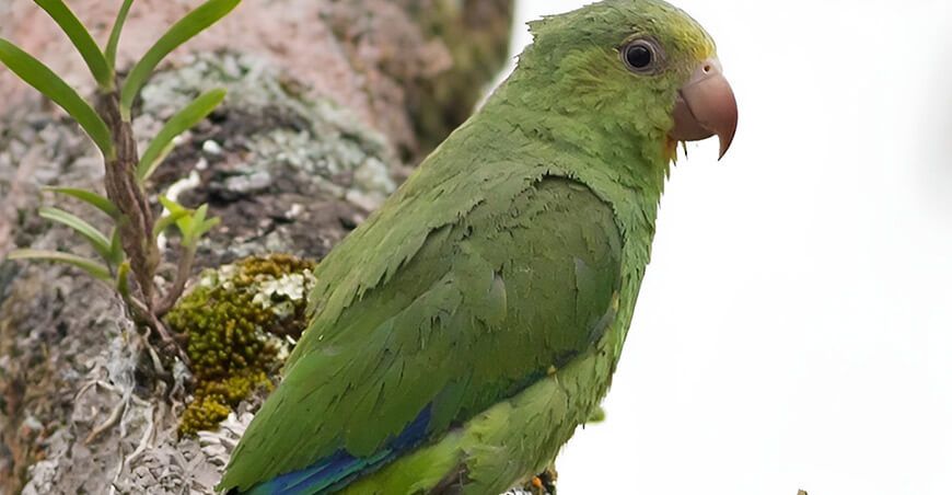Perú obtiene el segundo lugar mundial en el Global Big Day 2025 con más de 1300 especies de aves registradas