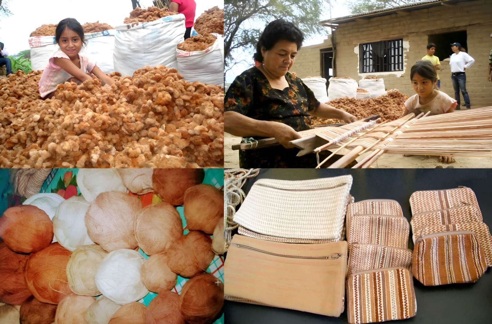 rescate del algodón nativo de colores en Lambayeque Perú