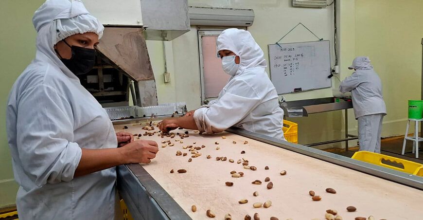 Proyecto transforma cáscaras de castaña en electricidad limpia para la poscosecha en Madre de Dios Perú