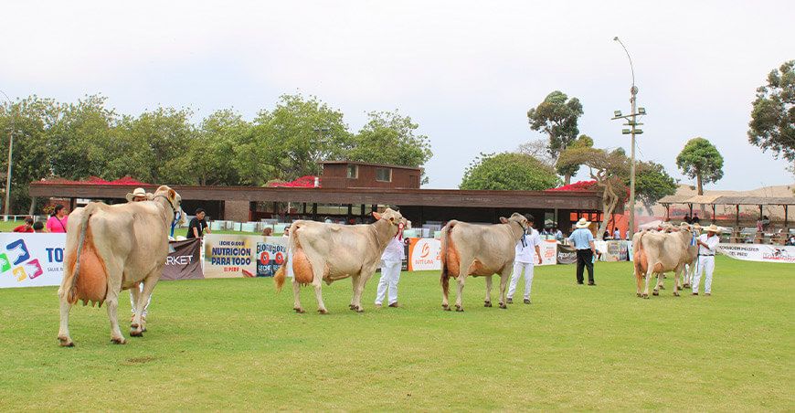 Regresa la Feria Nacional de Ganado Lechero a La Molina