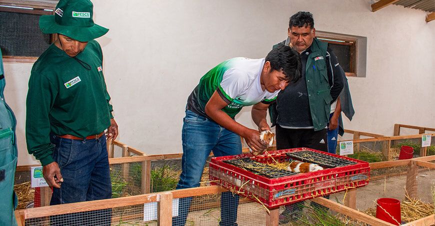 PESCS Midagri crianza cuyes raza Perú