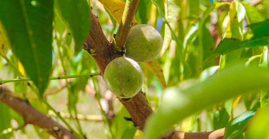 Impulsan la ampliación frutícola en la provincia de Chincheros con cultivos de palto y duraznero PESCS Midagri