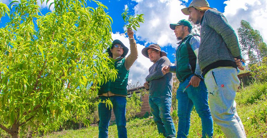Impulsan la ampliación frutícola en la provincia de Chincheros con cultivos de palto y duraznero PESCS Midagri