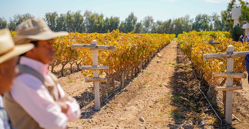Productores vitivinícolas de Caylloma mejorarán su producción con moderna planta de transformación Arequipa Perú