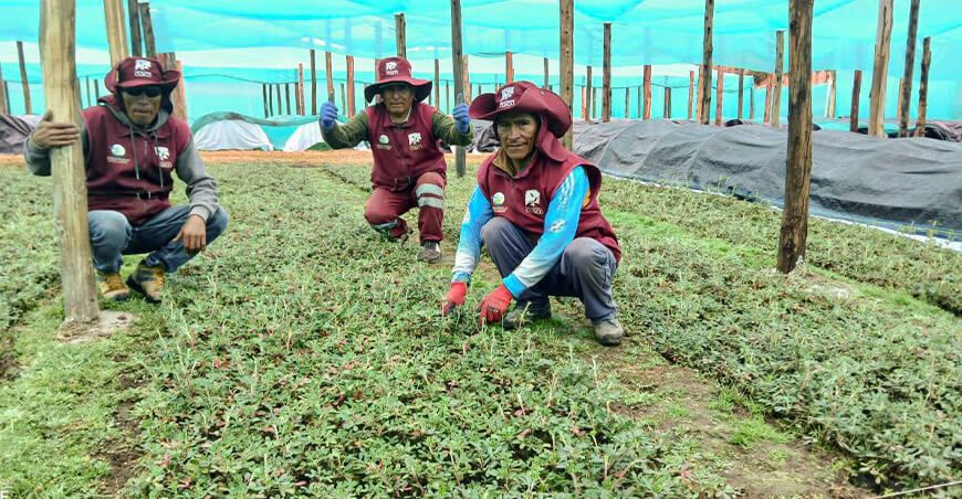 Más de un millón de plantones nativos listos para reforestar ecosistemas en Cusco