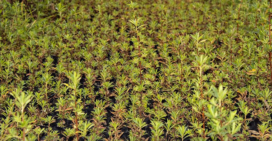 plantones forestales para recuperar ecosistemas en Aymaraes Apurímac