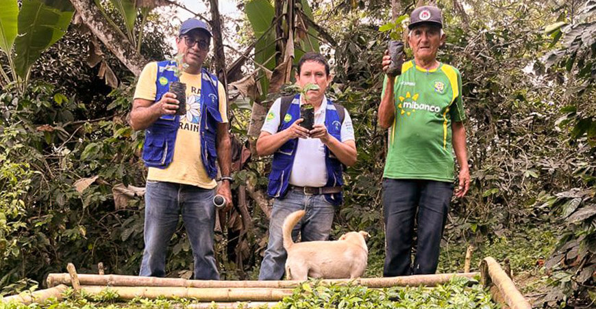 Con 278 000 plantones renovarán 59 hectáreas de cafetales en Piura